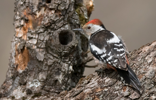 Pico mediano (Leiopicus medius) Javier Valls Cordillera Cantábrica, León, España ene 2024
