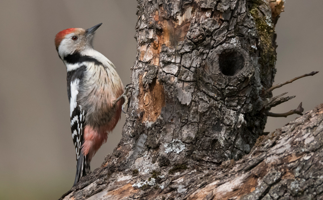Pico mediano (Leiopicus medius) Javier Valls Cordillera Cantábrica, León, España ene 2024