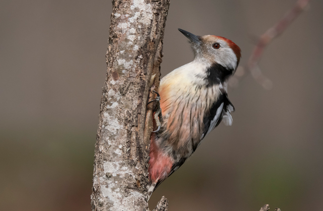 Pico mediano (Leiopicus medius) Javier Valls Cordillera Cantábrica, León, España ene 2024
