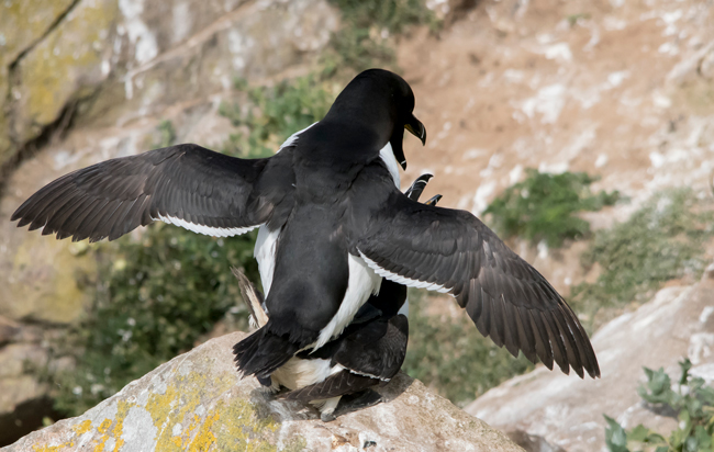 Alca común (Alca torda) Javier Valls Saltee Island, Irlanda mayo 2023