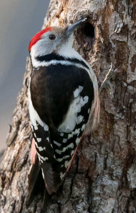 Pico mediano (Leiopicus medius) Javier Valls Cordillera Cantábrica, León, España marzo 2023