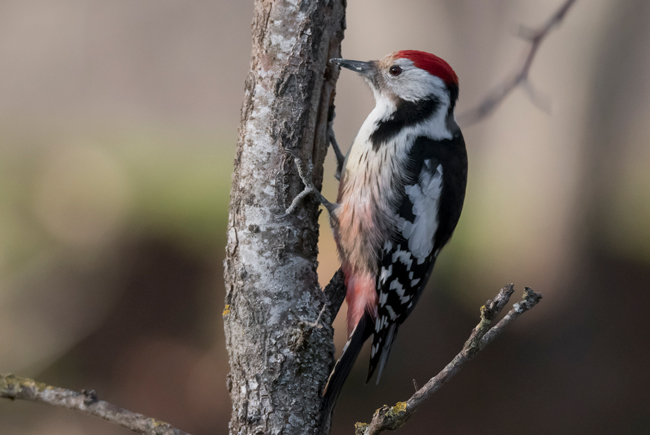 Pico mediano (Leiopicus medius) Javier Valls Cordillera Cantábrica, León, España marzo 2023