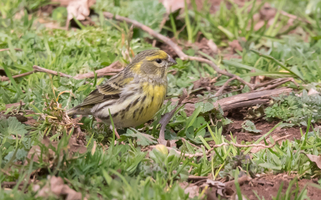 Verdecillo (Serinus serinus) Javier Valls Cantalejo, Segovia, España mayo 2023