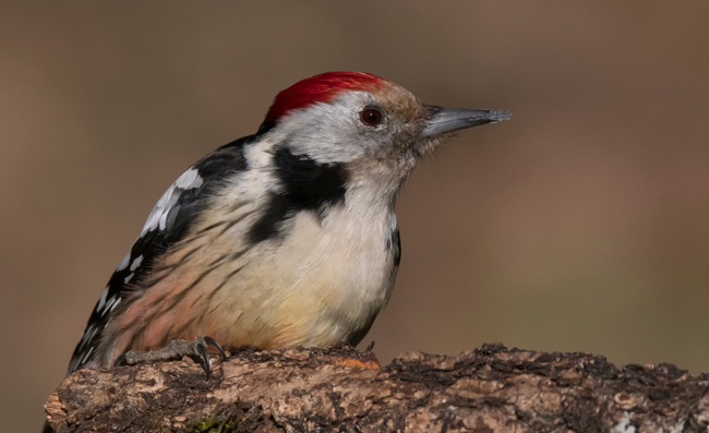 Pico mediano (Dendrocoptes medius) Javier Valls Cordillera Cantabrica, León, España