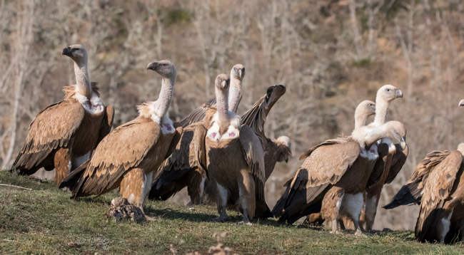 Buitre leonado (Gyps fulvus) Javier Valls Cordillera Cantábrica, León, España mar 2023