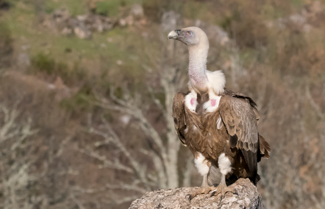 Buitre leonado (Gyps fulvus) Javier Valls Cordillera Cantábrica, León, España mar 2023