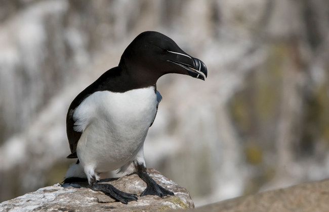 Alca común (Alca torda ) Javier Valls Saltee Island, Irlanda mayo 2023