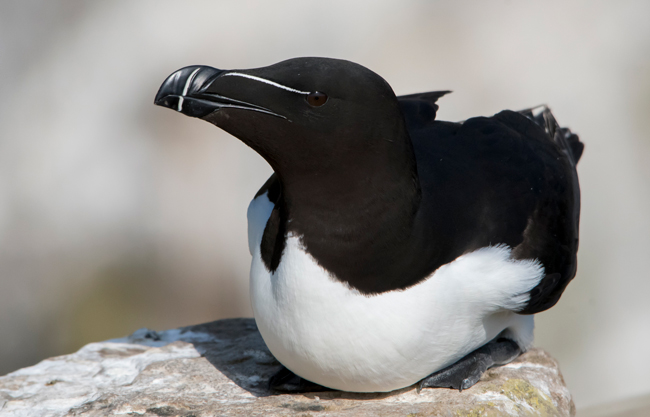 Alca común (Alca torda ) Javier Valls Saltee Island, Irlanda mayo 2023