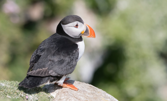 Frailecillo atlántico (Fratercula arctica) Javier Valls Saltee Island, Irlanda mayo 2023