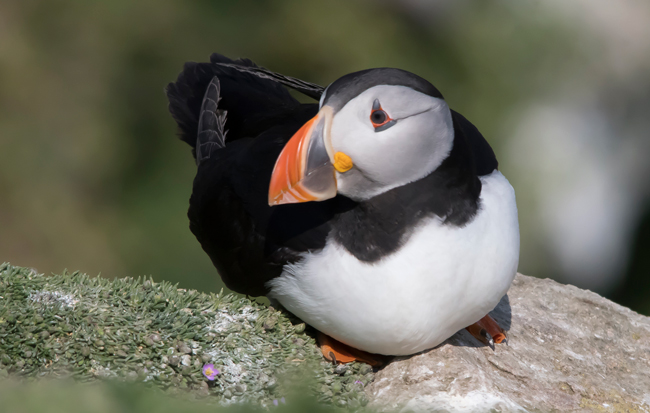 Frailecillo atlántico (Fratercula arctica) Javier Valls Saltee Island, Irlanda mayo 2023