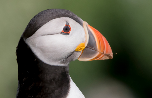 Frailecillo atlántico (Fratercula arctica) Javier Valls Saltee Island, Irlanda mayo 2023