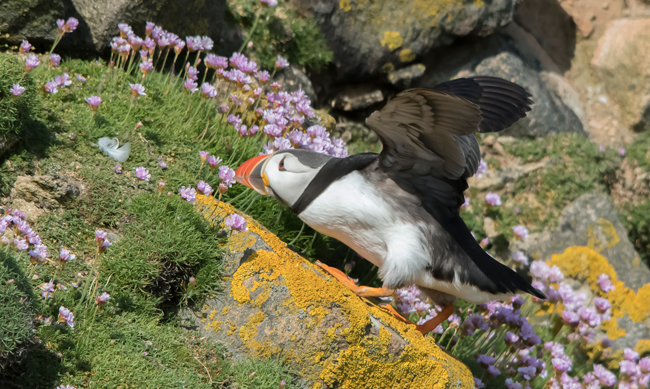 Frailecillo atlántico (Fratercula arctica) Javier Valls Saltee Island, Irlanda mayo 2023