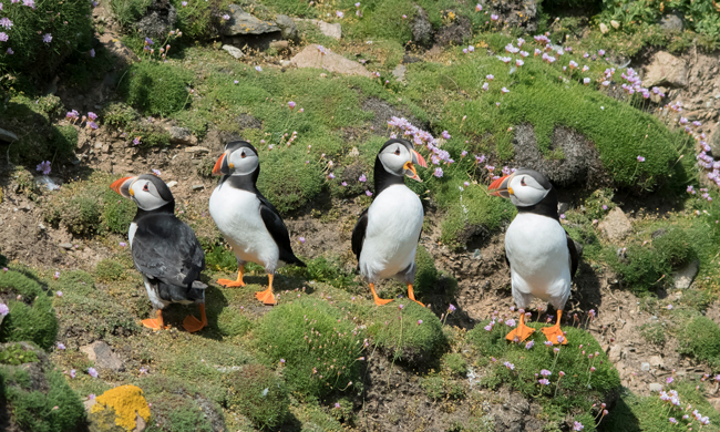 Frailecillo atlántico (Fratercula arctica) Javier Valls Saltee Island, Irlanda mayo 2023