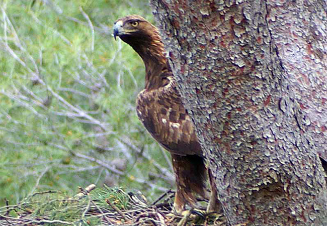 Aguila real ( Aquila chrisaetos )<br />
Juan Manuel Nuevo