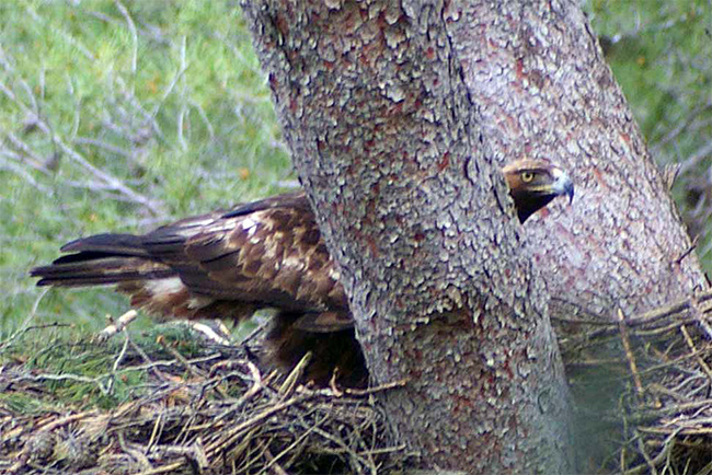 Aguila real ( Aquila chrisaetos )<br />
Juan Manuel Nuevo