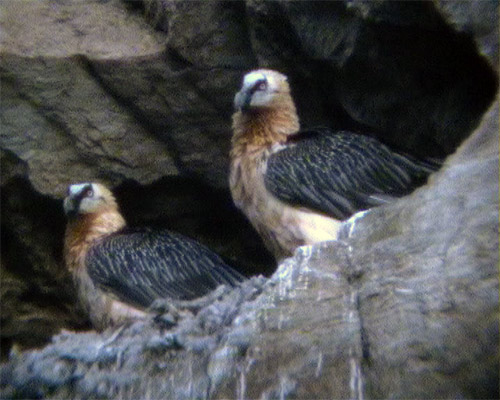 Quebrantahuesos ( Gypaetus barbatus )<br />
Pirineos<br />
José Luis Valls