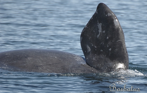 Ballena franca austral ( Eubalena australis )<br />
Península Valdés<br />
Argentina