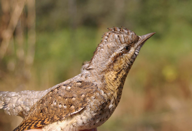 Torcecuello ( jynx torquilla )<br />
Guadalajara. <br />
Captura en anillamiento<br />
Juan Manuel Nuevo