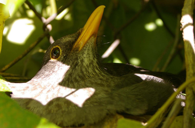 Mirlo común ( Turdus merula )<br />
Guadalajara<br />
Juan Manuel Nuevo