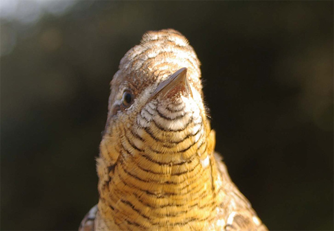 Torcecuello ( jynx torquilla )<br />
Guadalajara. Captura en anillamiento<br />
Juan Manuel Nuevo