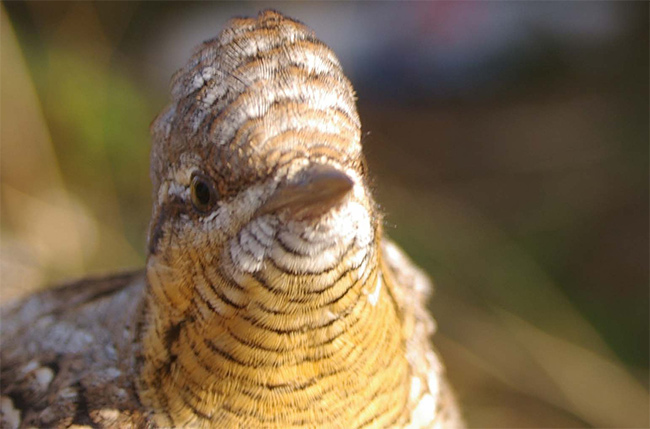 Torcecuello ( Jynx torquilla )<br />
Guadalajara. Captura en anillamiento<br />
Juan Manuel Nuevo