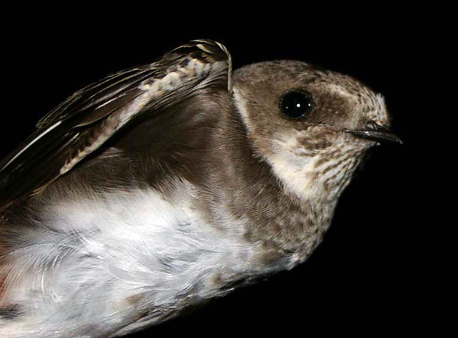 Avión zapador ( Riparia riparia )<br />
Guadalajara<br />
Juan Manuel Nuevo