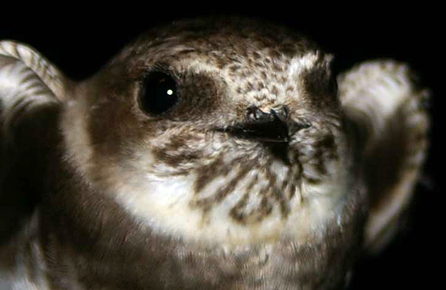 Avión zapador ( Riparia riparia )<br />
Guadalajara<br />
Juan Manuel Nuevo