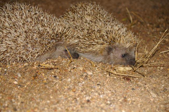 Erizo común ( Erinaceus europaeus )<br />
Guadalajara<br />
Juan Manuel Nuevo