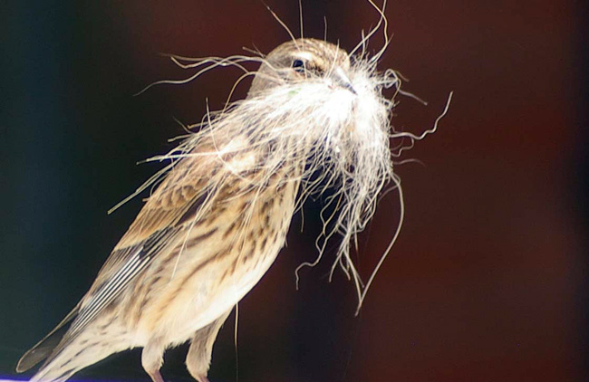 Pardillo común ( Carduelis cannabina )<br />
Guadalajara<br />
Juan Manuel Nuevo