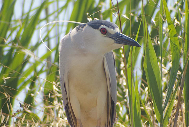 Martinete ( Nycticorax nycticorax )<br />
Delta del Ebro ( Tarragona )<br />
Juan Manuel Nuevo