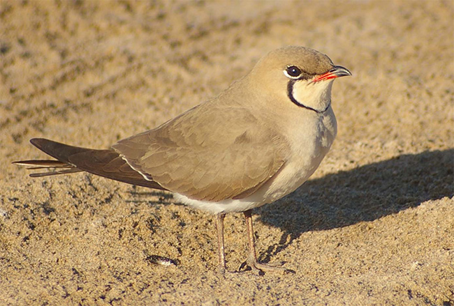 Canastera (Glareola pratincola)<br />
Delta del Ebro - Tarragona <br />
Juan Manuel Nuevo