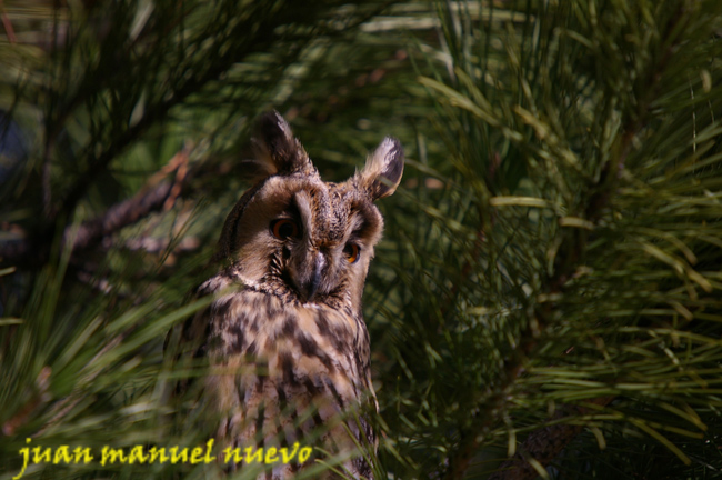 Buho chico ( Asio otus ) Long-eared Owl<br />
Guadalajara ( España )<br />
Juan Manuel Nuevo<br />
Enero 2013