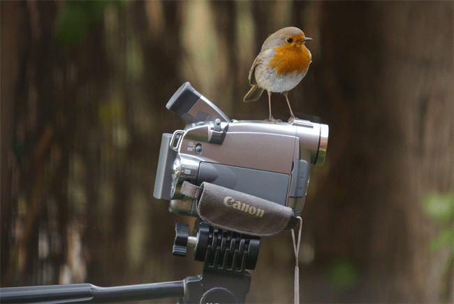 Petirrojo<br />
Jose Luis Valls<br />
Guadalajara, España