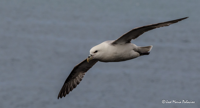 Fulmar boreal (Fulmarus glacialis)<br />
Latrabjar - Islandia<br />
José Mª Palacios<br />
Junio 2015