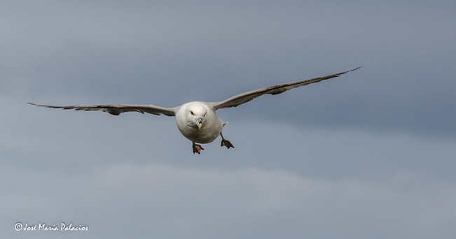 Fulmar boreal (Fulmarus glacialis)<br />
Latrabjar - Islandia<br />
José Mª Palacios<br />
Junio 2015