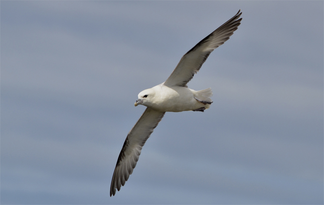 Fulmar boreal (Fulmarus glacialis)<br />
Acantilados del Suroeste, Islandia<br />
Javier Valls<br />
julio 2015