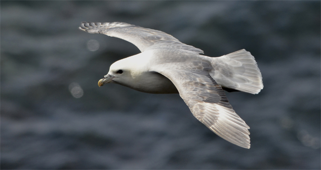 Fulmar boreal (Fulmarus glacialis)<br />
Acantilados del Suroeste, Islandia<br />
Javier Valls<br />
julio 2015