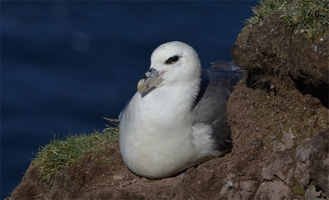 Fulmar boreal (Fulmarus glacialis)<br />
Javier Valls<br />
Fiordos del Noroeste, Islandia<br />
jun-jul 2016