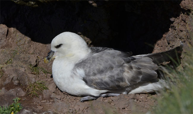 Fulmar boreal (Fulmarus glacialis)<br />
Javier Valls<br />
Fiordos del Noroeste, Islandia<br />
jun-jul 2016