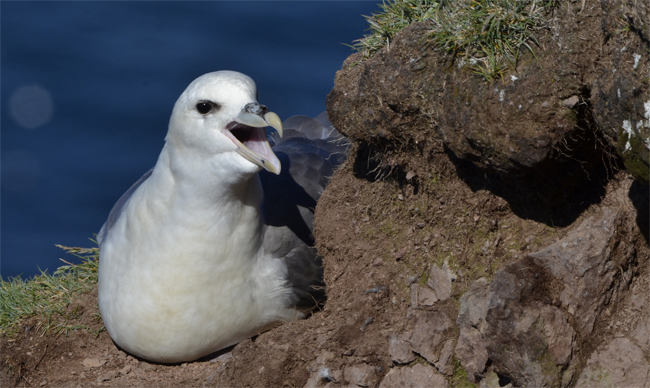 Fulmar boreal (Fulmarus glacialis)<br />
Javier Valls<br />
Fiordos del Noroeste, Islandia<br />
jun-jul 2016