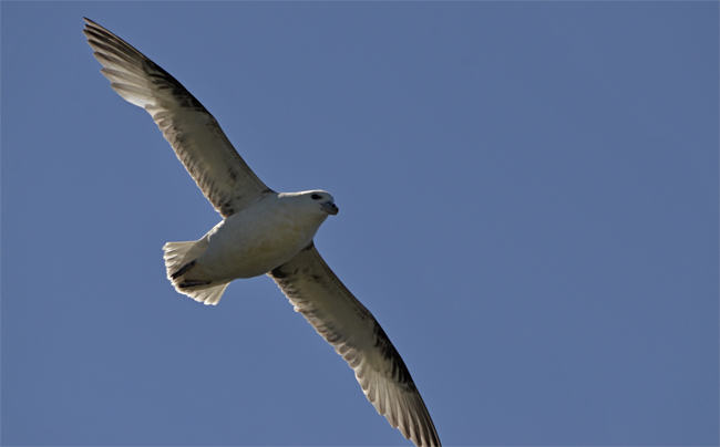 Fulmar boreal (Fulmarus glacialis)<br />
Javier Valls<br />
Fiordos del Noroeste, Islandia<br />
jun-jul 2016