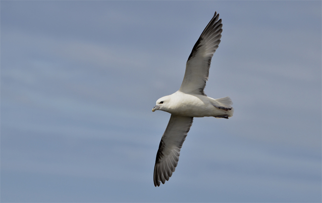 Fulmar boreal (Fulmarus glacialis)<br />
Javier Valls<br />
Fiordos del Noroeste, islandia<br />
julio 2015