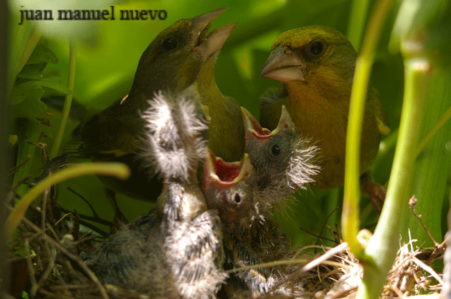 Juan Manuel Nuevo<br />
Guadalajara<br />
junio 2017