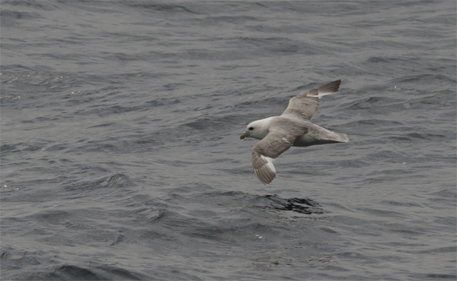 Fulmar boreal (Fulmarus glacialis)<br />
Javier Valls<br />
Islas Vesteralen (Noruega)<br />
jul 2017