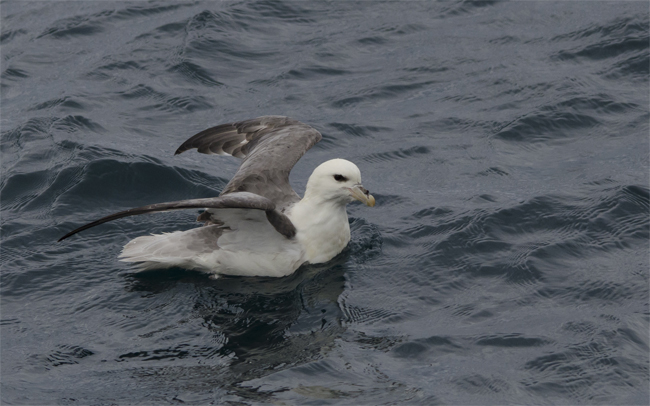 Fulmar boreal (Fulmarus glacialis)<br />
Javier Valls<br />
Islas Vesteralen (Noruega)<br />
jul 2017