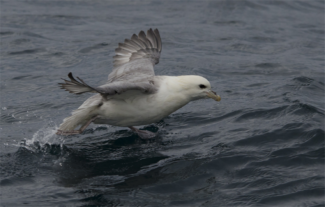 Fulmar boreal (Fulmarus glacialis)<br />
Javier Valls<br />
Islas Vesteralen (Noruega)<br />
jul 2017
