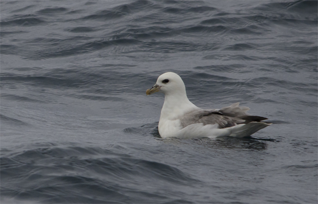 Fulmar boreal (Fulmarus glacialis)<br />
Javier Valls<br />
Islas Vesteralen (Noruega)<br />
jul 2017