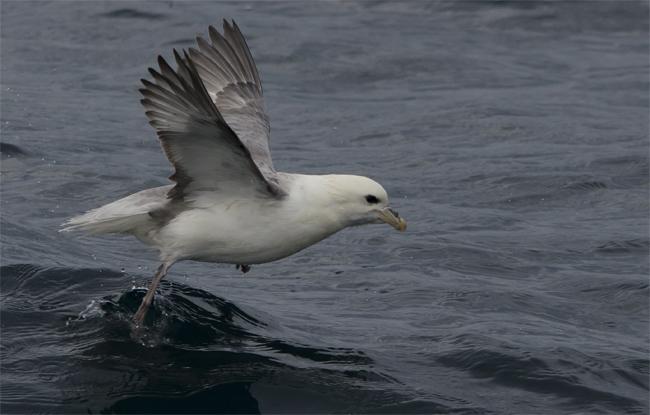 Fulmar boreal (Fulmarus glacialis)<br />
Javier Valls<br />
Islas Vesteralen (Noruega)<br />
jul 2017