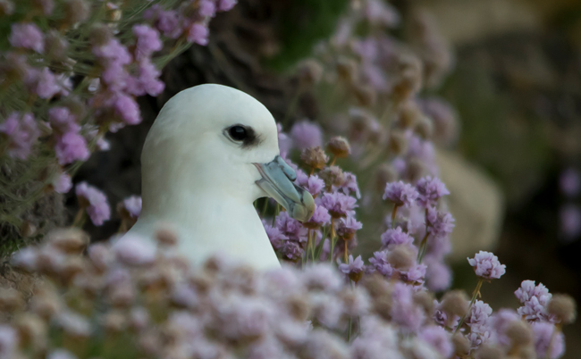 Fulmar boreal (Fulmarus glacialis)<br />
Javier Valls<br />
Saltee Islands, Irlanda<br />
mayo 2023