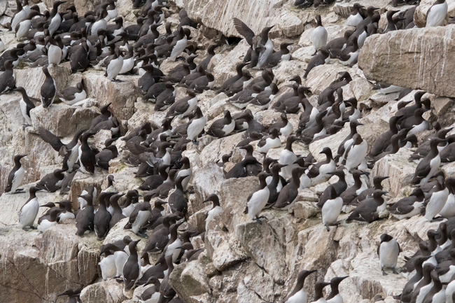 Arao común (Uria aalge)<br />
Javier Valls<br />
Saltee Island, Irlanda<br />
mayo 2023